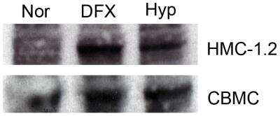 Western Blot Detection of HIF-1 alpha in HMC-1.2 and CBMC Cells Using HRP Conjugated Antibody